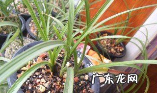 烂根怎么处理 发财树烂根怎么处理