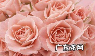 粉色玫瑰花代表什么意思 粉色玫瑰花代表什么意思21朵