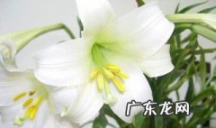 百合花开的慢怎么办 百合花开太快怎么办?