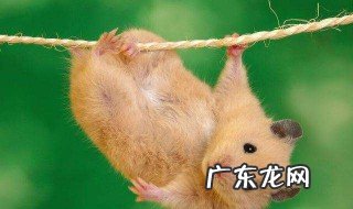 仓鼠胆小怕人咬人怎么办 仓鼠胆子小怕人怎么办