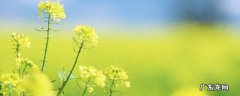 油菜花的介绍200字 油菜花的介绍