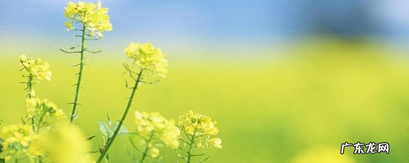 油菜花的介绍200字 油菜花的介绍