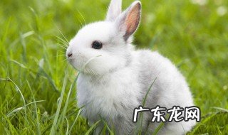 兔子有口臭怎么办啊 兔子有口臭怎么办