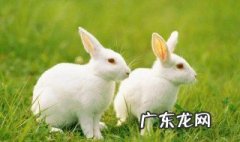 属兔的2020年运势如何看 属兔的2020年运势如何