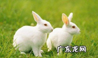 属兔的2020年运势如何看 属兔的2020年运势如何