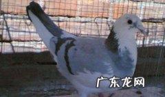 鸽子为什么这么大什么梗