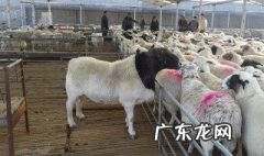 羊怎么处理 羊怎么处理干净