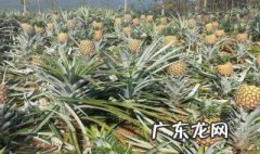 吃菠萝嘴疼该怎么办呢 吃菠萝嘴疼该怎么办