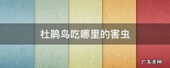 杜鹃鸟能吃么 杜鹃鸟吃哪里的害虫