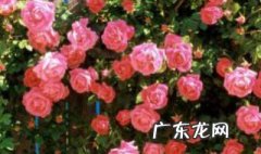 牡丹花的特点是什么? 牡丹花的特点是什么