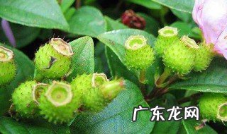 地稔是什么中药 地稔有什么作用