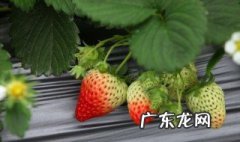 草莓为什么用塑料膜 草莓为什么用塑料膜包装