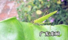 雌性蝗虫为什么有六龄 雌雄蝗虫