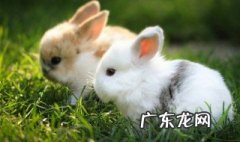 如何养宠物兔 如何养宠物兔赚钱