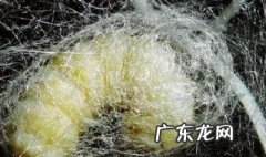 蚕为什么小时候也有丝 蚕为什么小时候也有丝状物