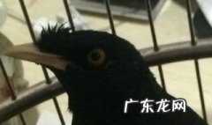 八哥为什么剪尾巴呢 八哥为什么剪尾巴
