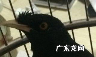 八哥为什么剪尾巴呢 八哥为什么剪尾巴