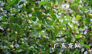 酸枣泡水什么作用 酸枣泡水喝该怎么做
