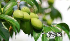 青橄榄泡酒是什么作用和功效 青橄榄泡酒是什么作用