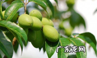 青橄榄泡酒是什么作用和功效 青橄榄泡酒是什么作用