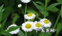 旱莲草有什么作用和禁忌 旱莲草有什么作用