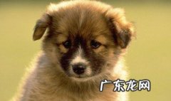 做梦梦到狗咬我什么意思 白天做梦梦到狗咬我什么意思