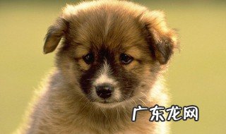做梦梦到狗咬我什么意思 白天做梦梦到狗咬我什么意思
