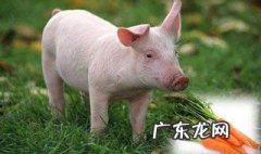 梦见猪是什么意思 梦见猪是什么意思周公解梦女