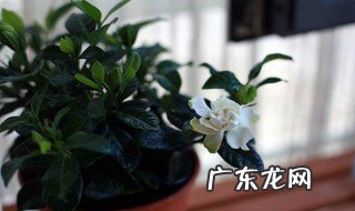 小叶栀子花叶子发黄怎么办 小叶栀子花叶子黄了怎么办