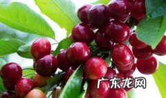 怀孕吃什么水果好 早期怀孕吃什么水果好