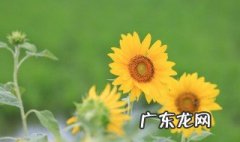 太阳花的生长变化图 太阳花的生长习性