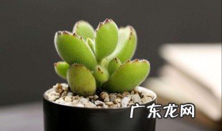 夏天如何养熊童子 熊童子夏天要浇水吗