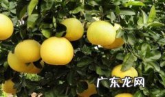 柚子树开了花不结果 柚子树开花为什么不结果