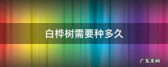 白桦树需要种多久 白桦树生长期是多少时间