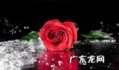 玫瑰花长在哪里? 玫瑰花长在哪里