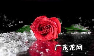 玫瑰花长在哪里? 玫瑰花长在哪里