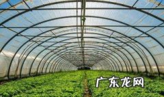 大棚保温怎么弄效果好 大棚保温怎么弄效果好一点