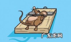 如何灭鼠,灭老鼠最好的方法 如何灭鼠