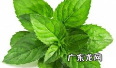 薄荷能放在卧室吗? 薄荷能放在卧室吗