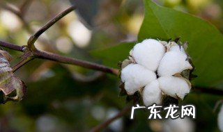 棉花生产什么 棉花生产于哪里