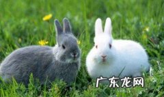 如何养兔子不臭 如何养兔