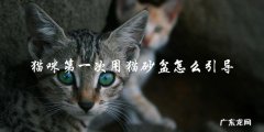 如何引导猫咪第一次使用猫砂盆？