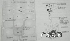 色斑是怎么形成的?有几种原因? 色斑是如何形成的