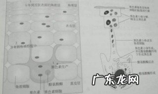 色斑是怎么形成的?有几种原因? 色斑是如何形成的