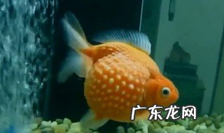 为什么中国人喜欢吃鱼 中国人啥都吃为什么偏不吃金鱼