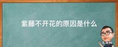 紫藤一直不开花 紫藤不开花的原因是什么
