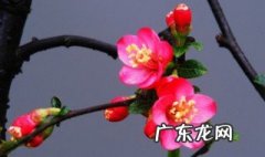海棠花喜欢阳光吗 夫妻海棠花喜欢阳光吗