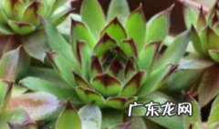 观音莲的夏天养殖方法和注意事项夏天 观音莲夏天怎么养