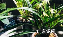 椰砖土能种兰花吗 椰砖土能种兰花吗
