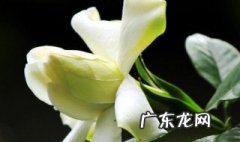 栀子花扦插多久生根 栀子花扦插生根最快方法